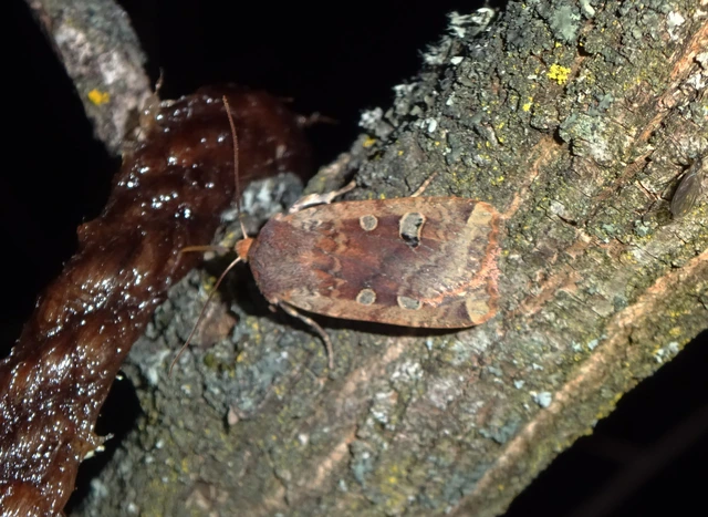 Conistra erythrocephala - vörösfejű őszibagoly