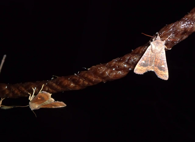 Eupsilia transversa - holdacskás télibagoly