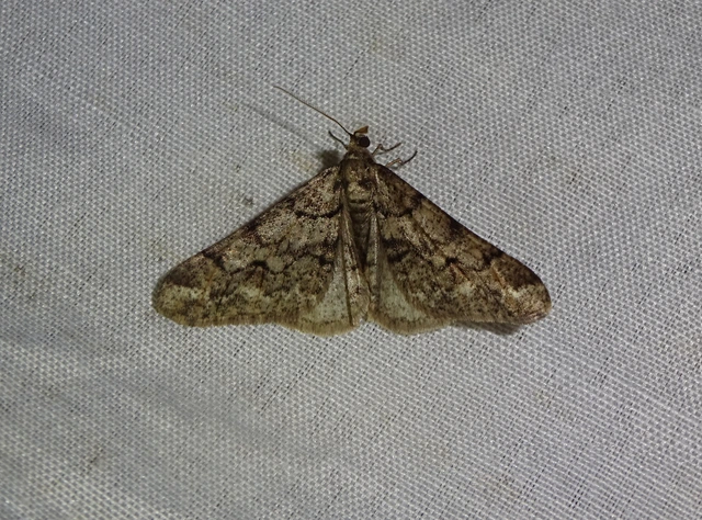 Agriopis leucophaearia - tölgy-tavasziaraszoló