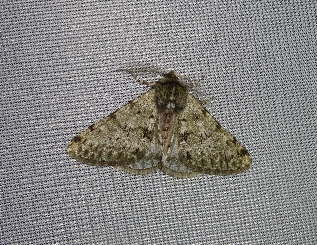 Apocheima pilosaria - zöldes tavasziaraszoló