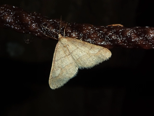 Agriopis marginaria - sárgás téliaraszoló