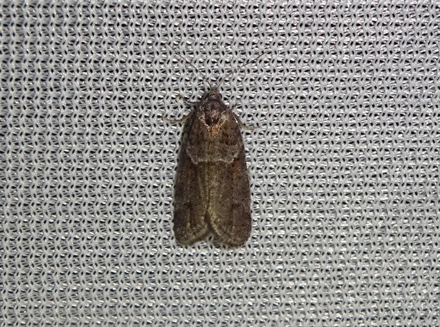 Tortricodes alternella - tavaszi sodrómoly
