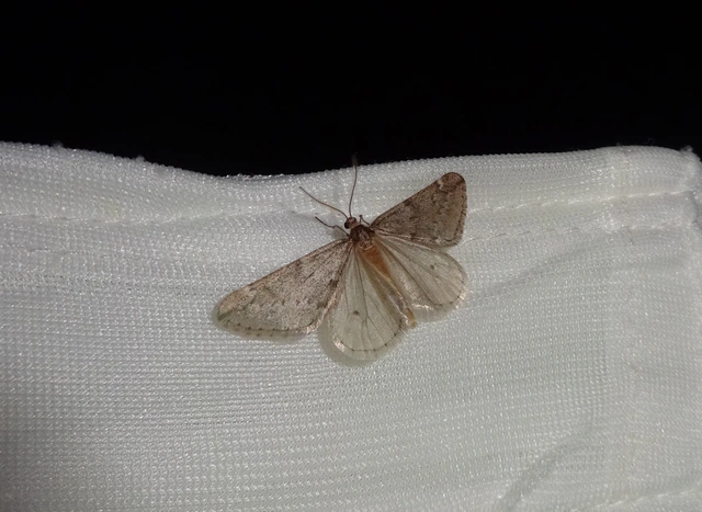 Alsophila aescularia - vadgesztenye-araszoló