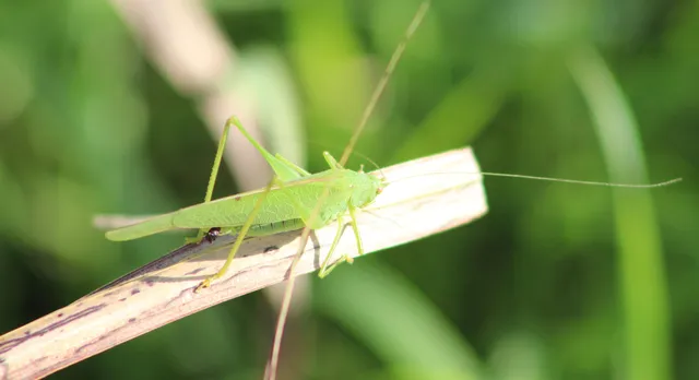 Phaneroptera falcata - zöld repülőszöcske Phaneroptera falcata - zöld repülőszöcske