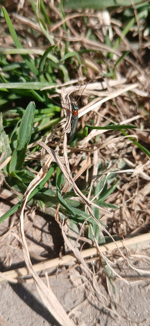 Oedemera croceicollis - pirostorú álcincér