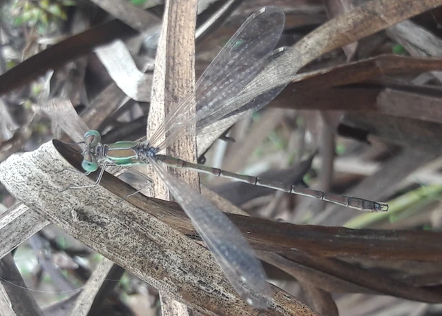 Lestes barbarus - foltosszárnyjegyű rablószitakötő