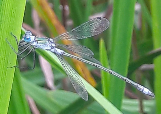 Lestes sponsa - lomha rablószitakötő
