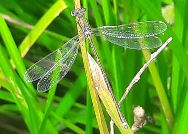 Lestes barbarus - foltosszárnyjegyű rablószitakötő