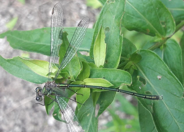 Chalcolestes viridis - nyugati zöld-rablószitakötő
