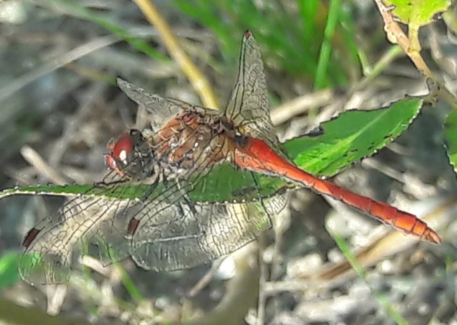 Sympetrum sanguineum - vörös katona-szitakötő