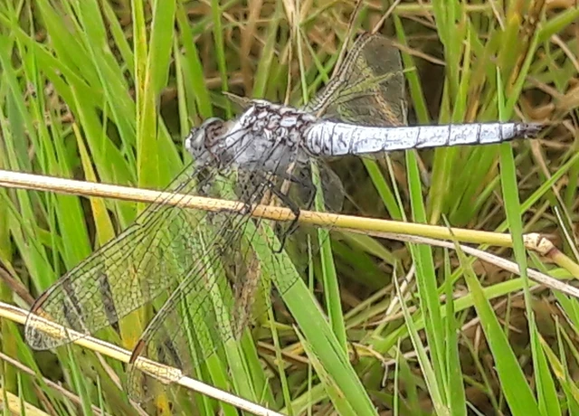 Orthetrum brunneum - pataki pásztorszitakötő