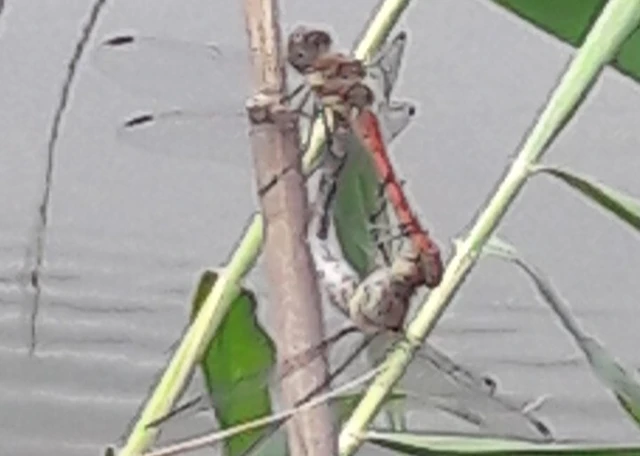 Sympetrum striolatum - harántsávos katona-szitakötő