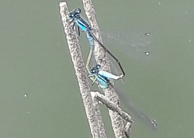 Ischnura elegans pontica - kéköves légivadász