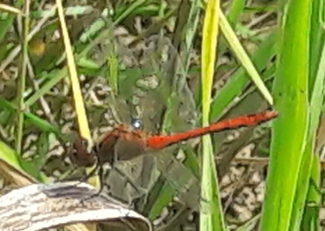 Sympetrum sanguineum - vörös katona-szitakötő