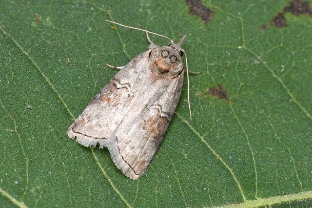 Nycteola asiatica - nyárfa-trapézbagoly