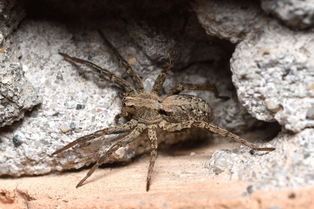 Xerolycosa miniata