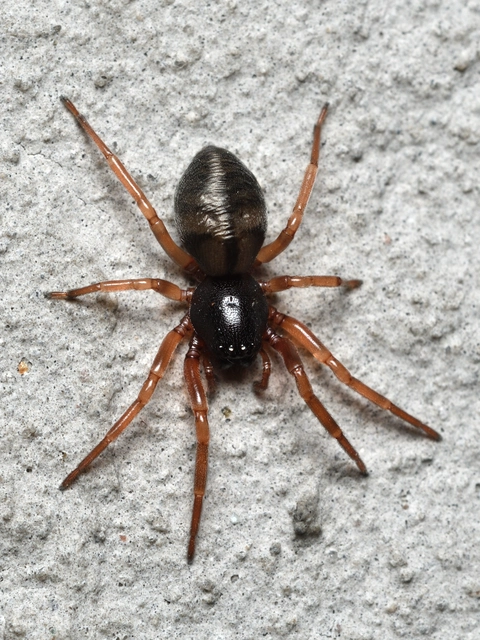Paratrachelas maculatus Paratrachelas maculatus