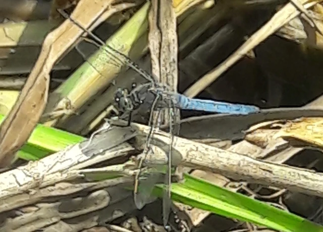 Orthetrum coerulescens - karcsú pásztorszitakötő