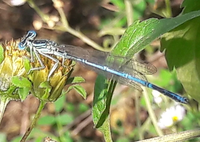 Platycnemis pennipes - széleslábú szitakötő