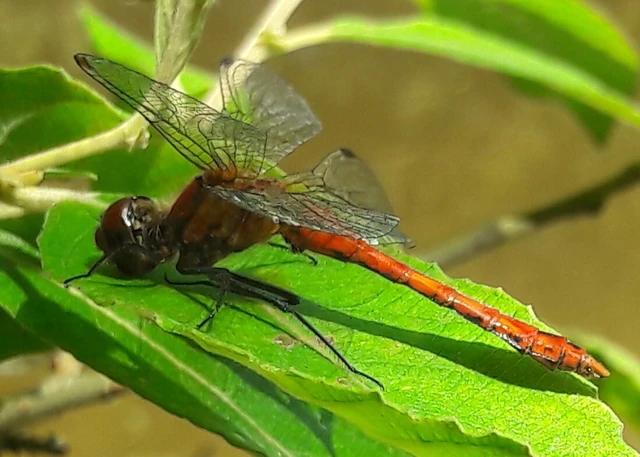 Sympetrum sanguineum - vörös katona-szitakötő