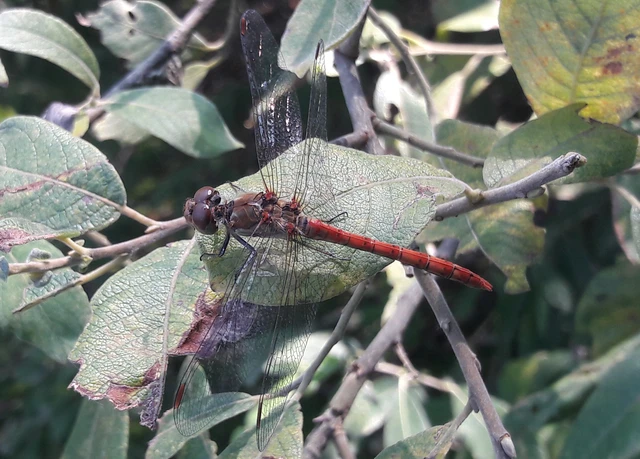 Sympetrum striolatum - harántsávos katona-szitakötő