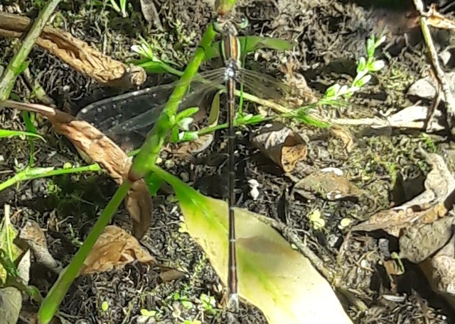 Lestes barbarus - foltosszárnyjegyű rablószitakötő