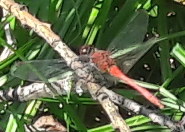Sympetrum sanguineum - vörös katona-szitakötő