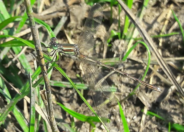 Lestes barbarus - foltosszárnyjegyű rablószitakötő