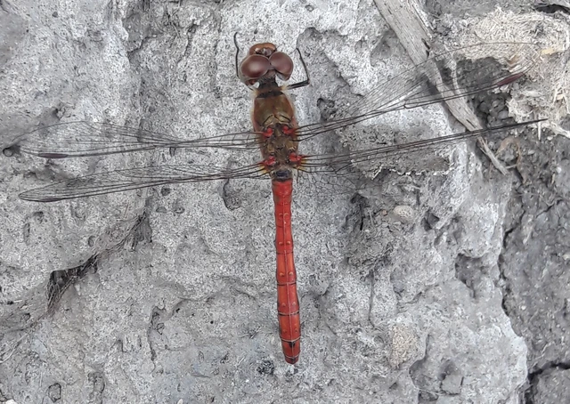 Sympetrum striolatum - harántsávos katona-szitakötő