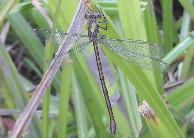 Chalcolestes viridis/parvidens