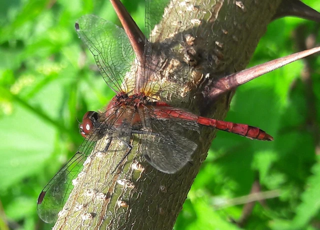 Sympetrum sanguineum - vörös katona-szitakötő