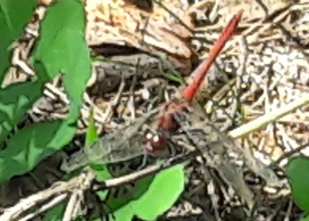 Sympetrum sanguineum - vörös katona-szitakötő