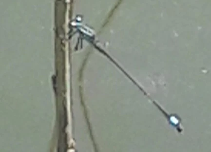 Ischnura elegans pontica - kéköves légivadász