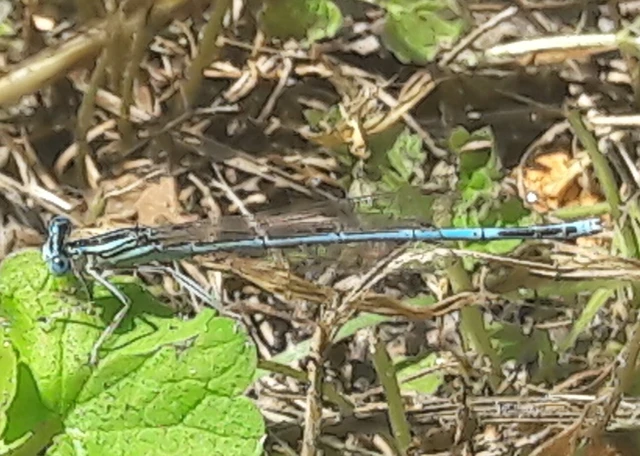 Platycnemis pennipes - széleslábú szitakötő