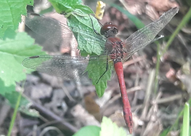 Sympetrum sanguineum - vörös katona-szitakötő