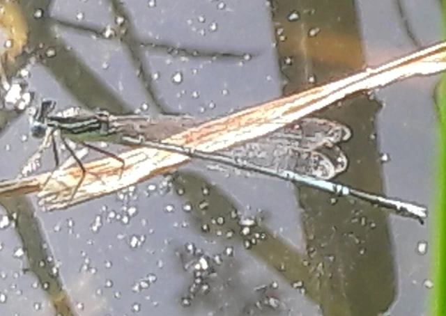 Platycnemis pennipes - széleslábú szitakötő