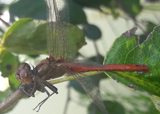 Sympetrum vulgatum - barkós katona-szitakötő