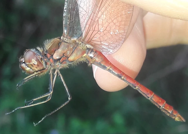 Sympetrum vulgatum - barkós katona-szitakötő