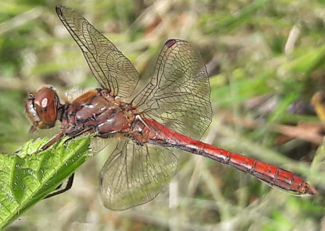 Sympetrum vulgatum - barkós katona-szitakötő