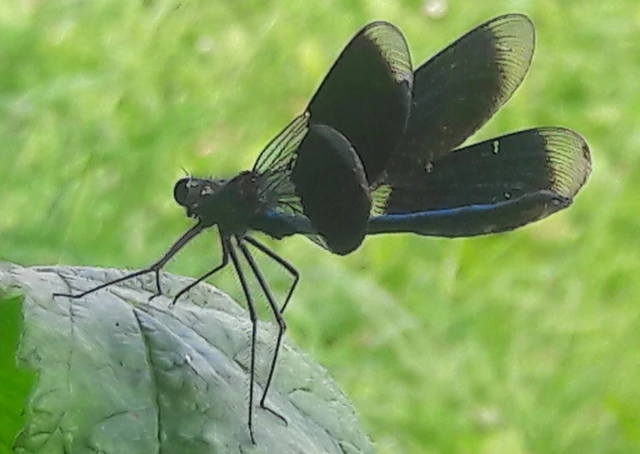 Calopteryx splendens - sávos szitakötő