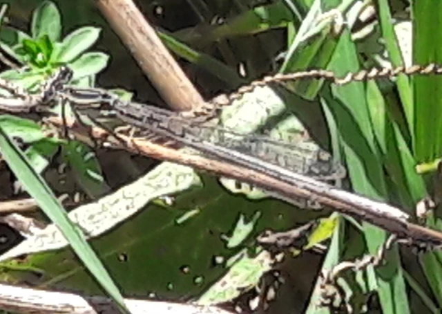 Platycnemis pennipes - széleslábú szitakötő