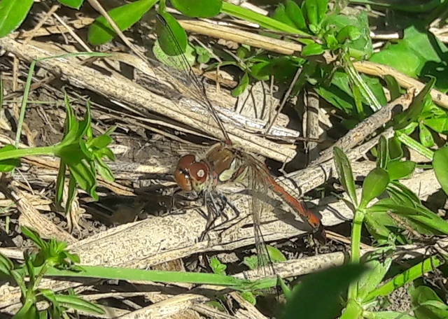 Sympetrum striolatum - harántsávos katona-szitakötő