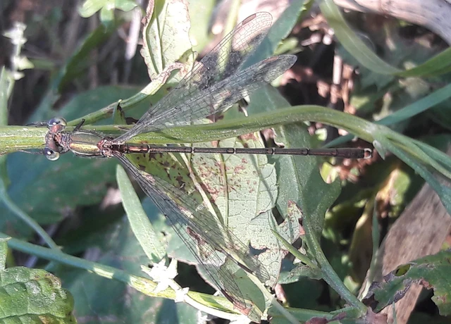 Chalcolestes parvidens - keleti zöld-rablószitakötő