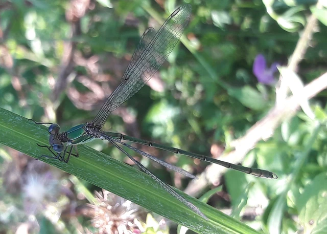 Chalcolestes viridis - nyugati zöld-rablószitakötő