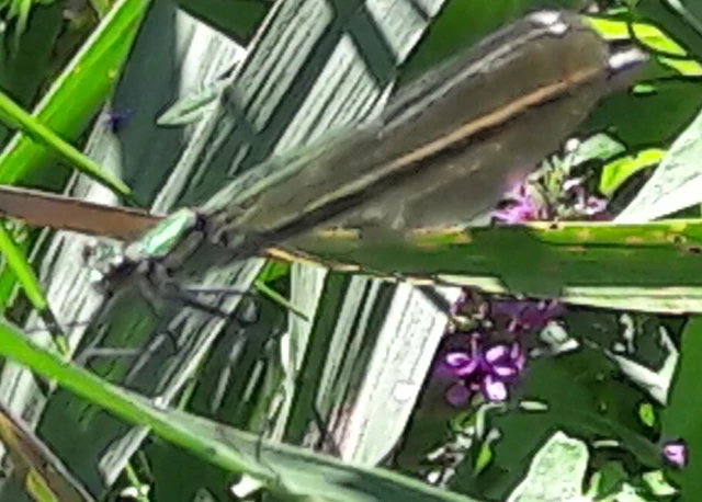 Calopteryx splendens - sávos szitakötő