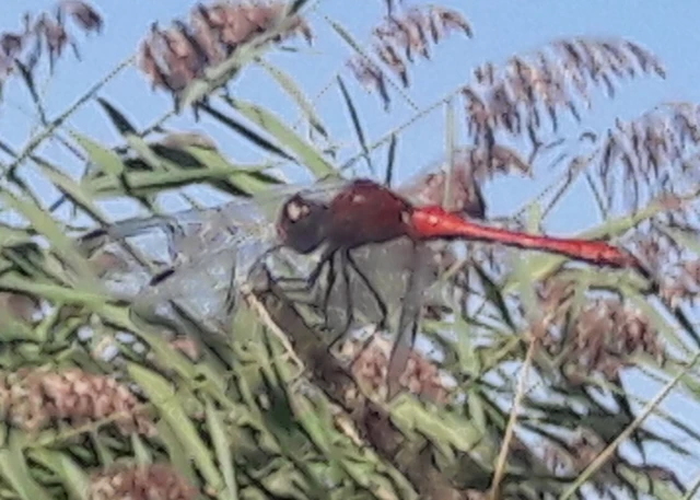 Sympetrum sanguineum - vörös katona-szitakötő