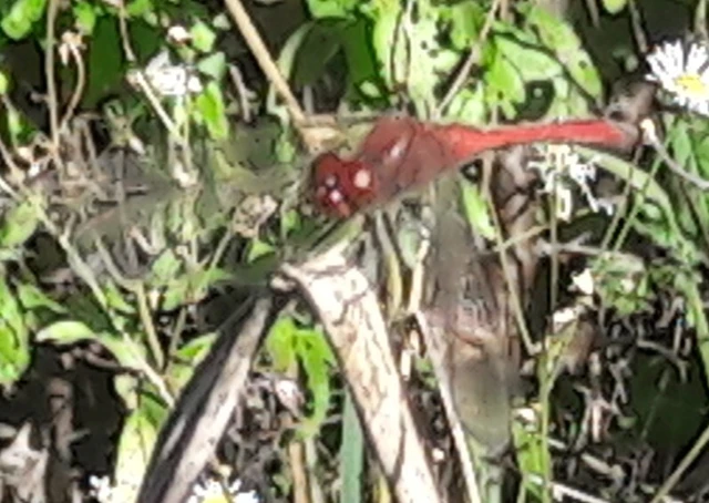 Sympetrum sanguineum - vörös katona-szitakötő