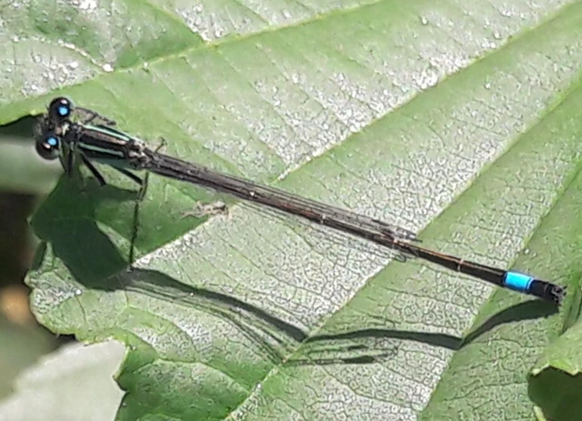 Ischnura elegans pontica - kéköves légivadász