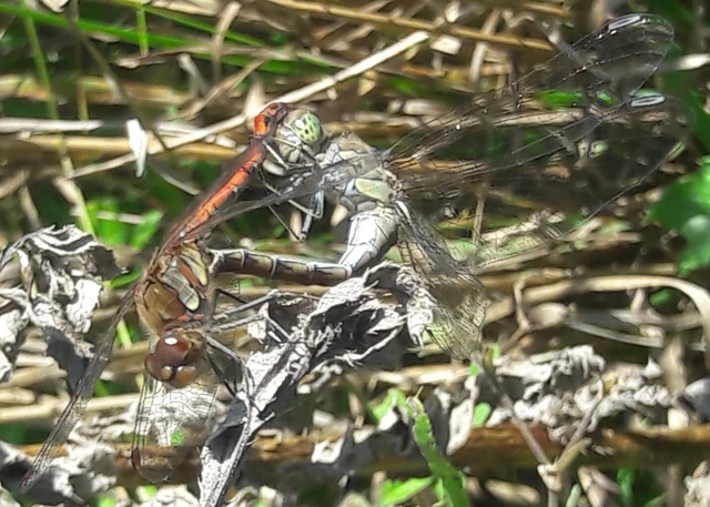 Sympetrum striolatum - harántsávos katona-szitakötő