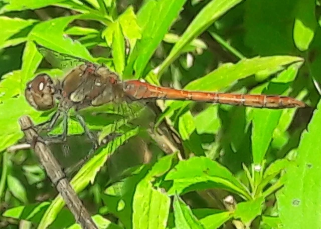 Sympetrum striolatum - harántsávos katona-szitakötő